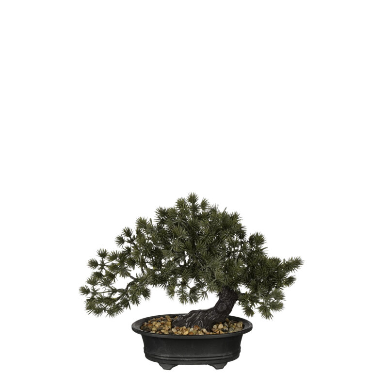 BONSAI U SAKSIJI - L28XW15XH23CM