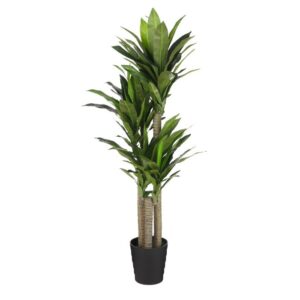 DRACAENA U SAKSIJI - H150XD60CM