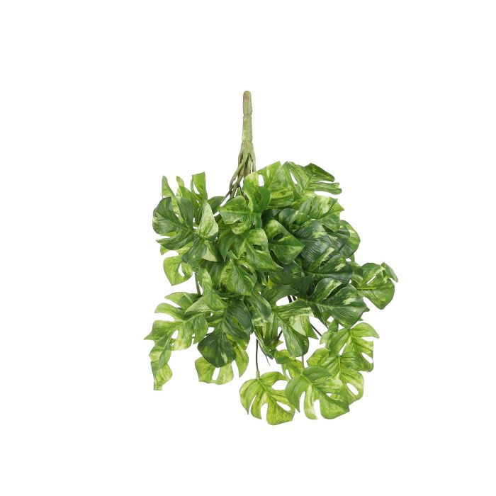MONSTERA VISEĆA ZELENA VARIEGATED - L30XW22XH22CM