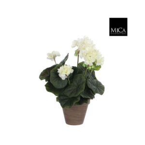 GERANIUM U POSUDI KREM - H32XD20CM