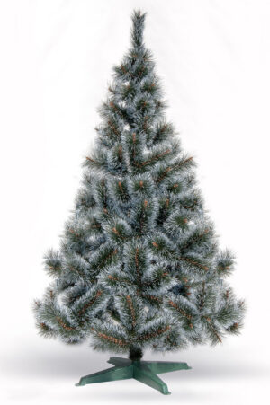 Bor sa belim vrhom iglice